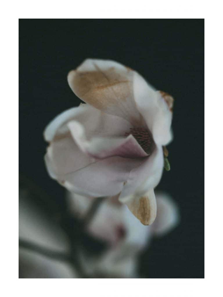 Magnolia, blomst, mørke farver, stoflighed, print, fotografi