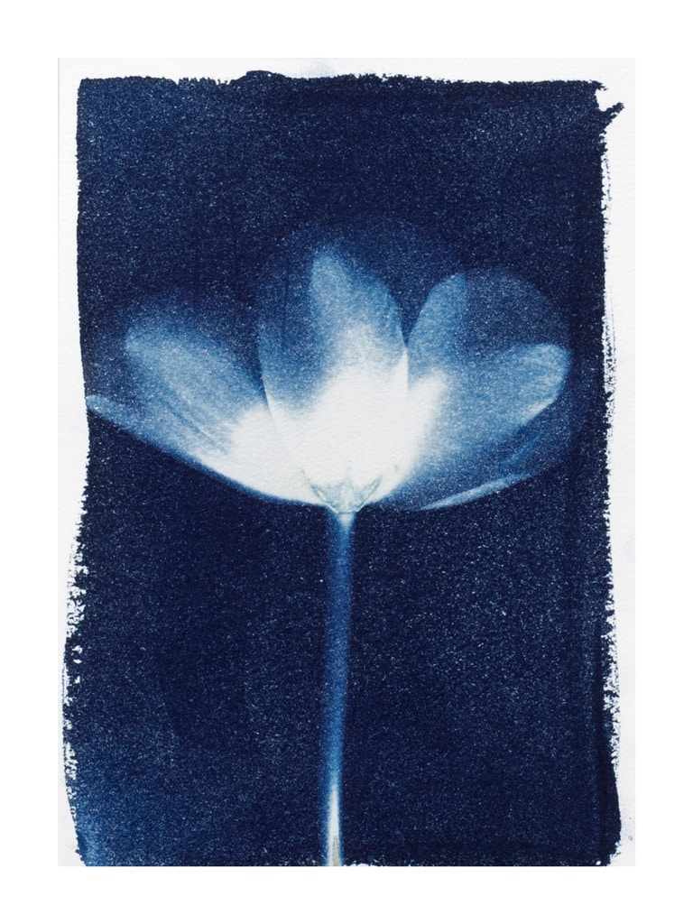 Cyanotypi,fotografisk process,billeder lavet med planter,sollys,blå billeder,kontaktkopi,blåtryk