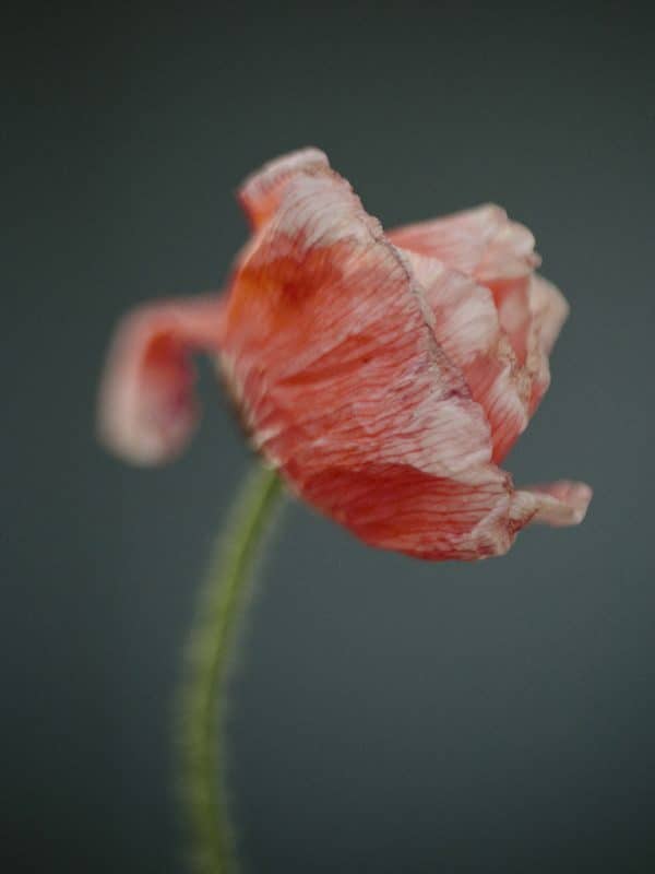 Poppies, red motif, summer flower, seeds
