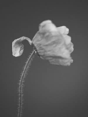 Poppies, black and white motif, summer flower, seeds