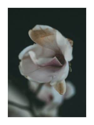 Dark Spring - poster of magnolia flower