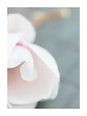 Pink soft Magnolia flower bud Poster