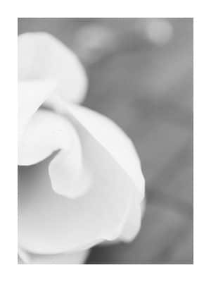 Poster of soft Magnolia flower bud in black and white