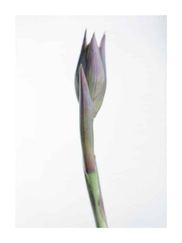 Flower bud. From a hosta