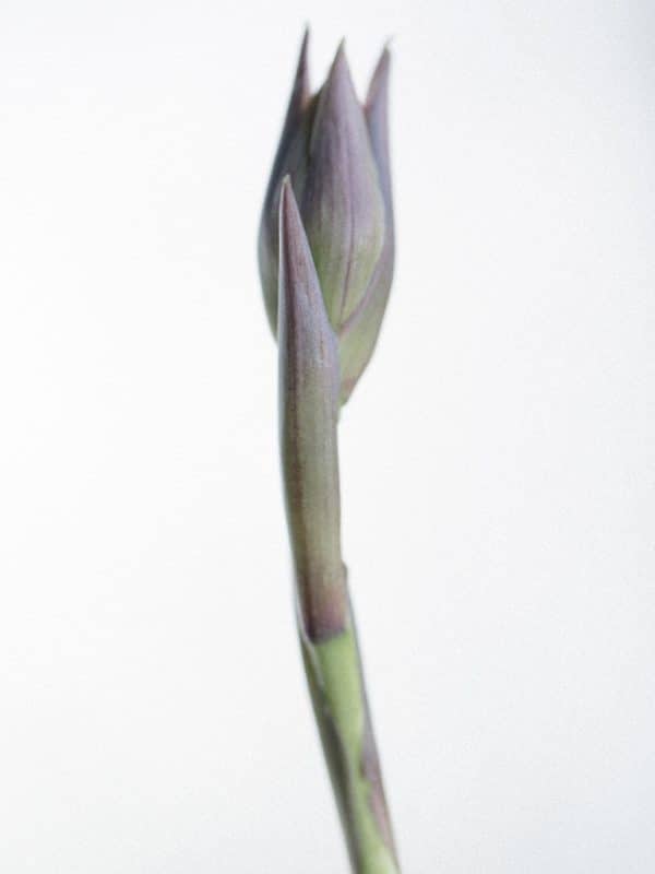 hosta bud, flower